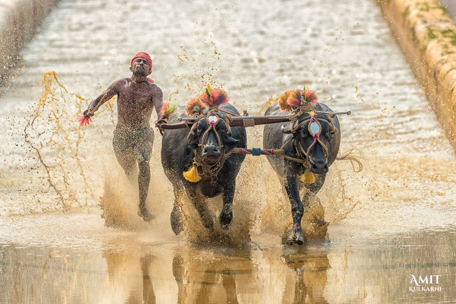 Kambala - The Buffalo festival